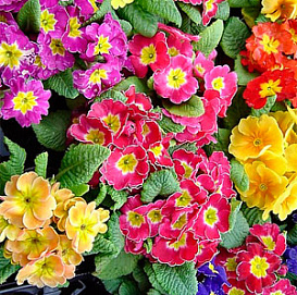 Примула обыковенная 'Пионер' (смесь)