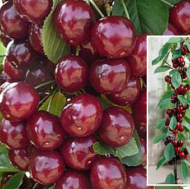 Вишня пирамидальная 'Восторг' 