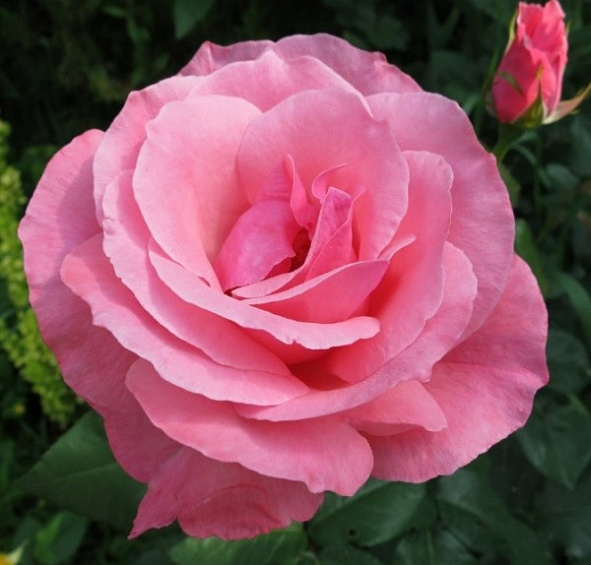 Роза 'Куин Элизабет' (флорибунда, шраб) (розовая)