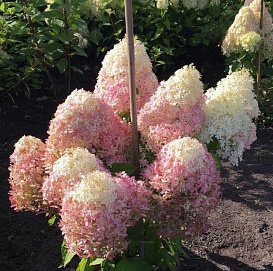 Гортензия метельчатая 'Роял Флауэр'