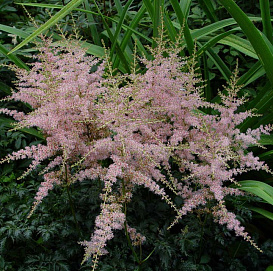 Астильба простолистная 'Спрайт'