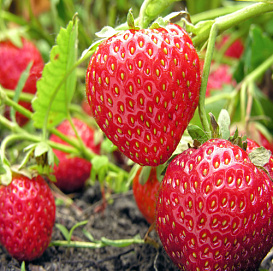 Земляника (клубника) 'Монтерей'