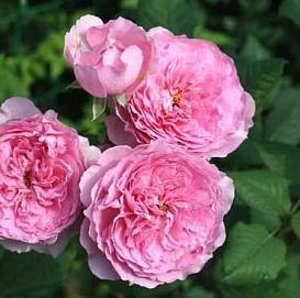 Роза 'Элоди Госсюэн' (шраб) 