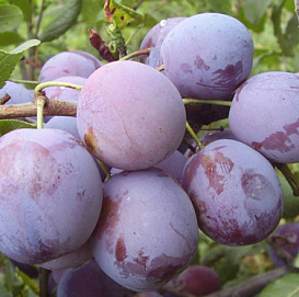 Слива 'Ренклод Советский'