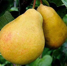 Груша 'Дюшес'