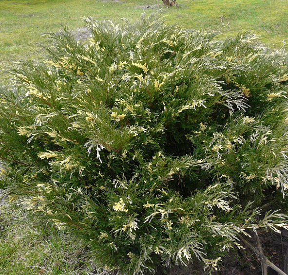 Можжевельник казацкий 'Вариегата'