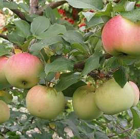 Яблоня домашняя 'Детское'