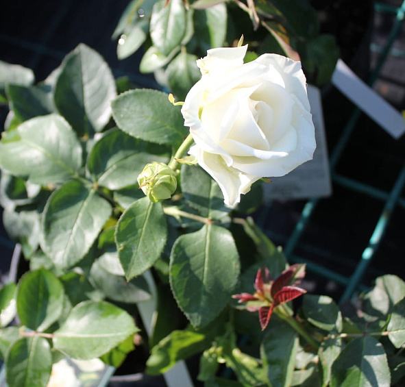 Роза 'Айл оф Уайт' (чайно-гибридная) (белая)