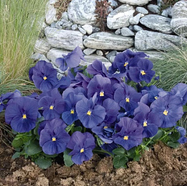 Виола Виттрока 'Инспайр Тру Блу' (синяя)