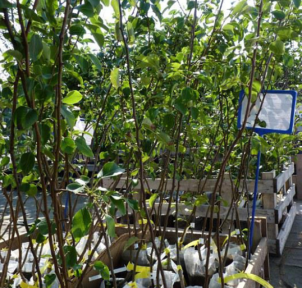 Груша 'Чижовская'