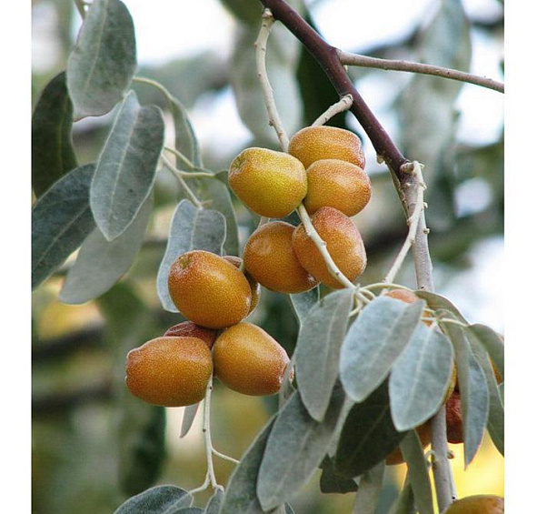 Лох узколистный (маслина)