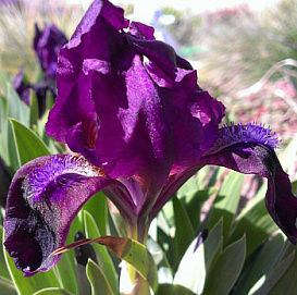 Ирис карликовый (гибридный) 'Пурпл'