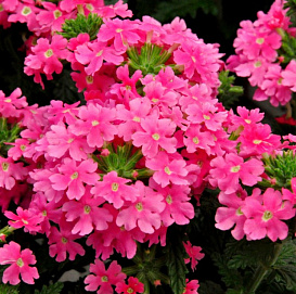 Вербена ампельная 'Экспресс Сан Пинк' (кашпо)