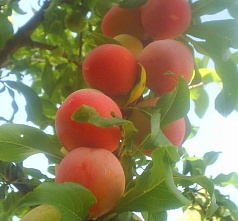 Слива 'Персиковая Мичурина'