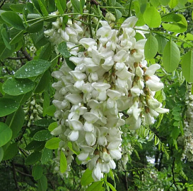 Робиния