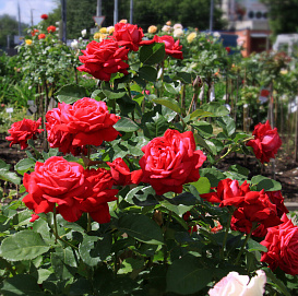 Роза 'Виктор Гюго' (чайно-гибридная ) (красная)