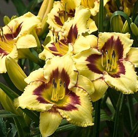 Лилейник гибридный 'Эль Десперадо'