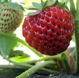 Земляника (клубника) 'Мизе Шиндлер'