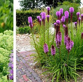  Лиатрис Лиатрис колосковый 'Флористан Вильвет'