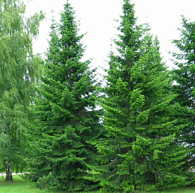 Саженцы пихты сибирской