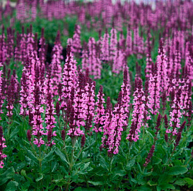 Сальвия дубравная (Шалфей) 'Сенсейшн Роуз'