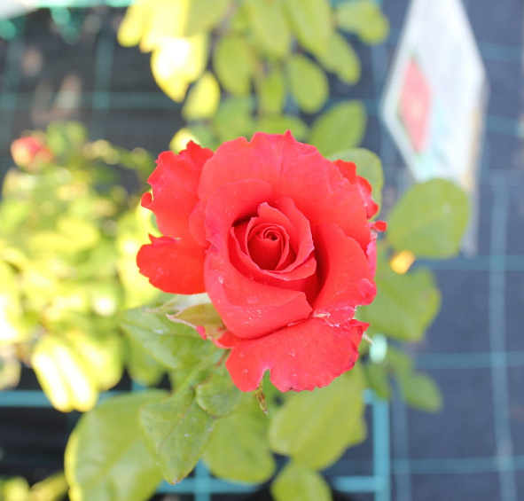 Роза 'Верано' (чайно-гибридная) (оранжево - красная)