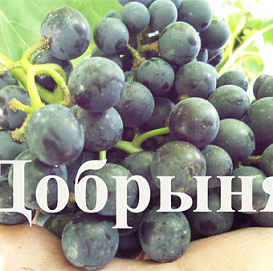 Виноград 'Добрыня'
