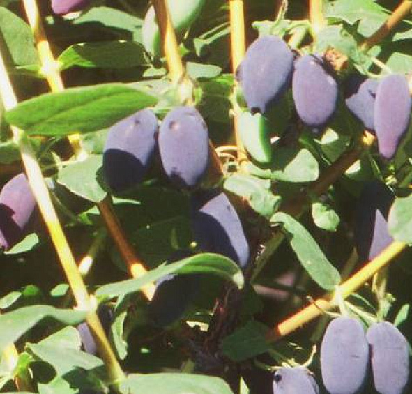 Жимолость съедобная 'Камчадалка'