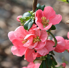 Айва превосходная 'Пинк Трейл'