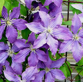 Клематис фиолетовый