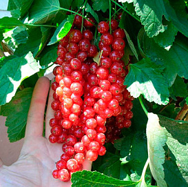 Смородина красная 'Щедрая'