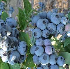 Голубика высокорослая 'Свитхарт'