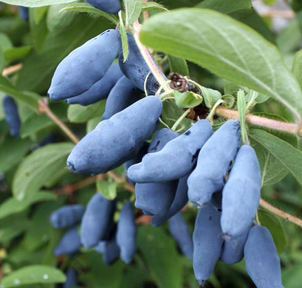 Жимолость съедобная 'Юлия'