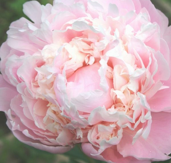 Пион молочноцветковый 'Мун Ривер' (розово кремовый)