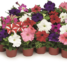 Петуния гибридная (cурфиния, ампельная)		