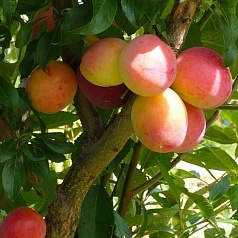 Алыча 'Кубанская комета' Алыча 'Кубанская комета'