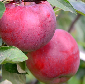 Яблоня домашняя 'Белорусское сладкое'