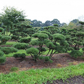 Сосна горная 'Мугус' бонсай