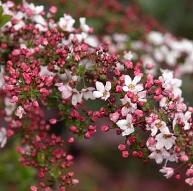 Спирея Тунберга 'Фуджино Пинк'