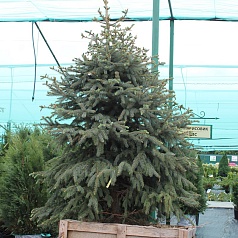 Ель колючая 'Глаука'