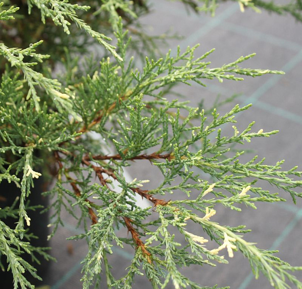 Можжевельник средний 'Уайт Сплаш'