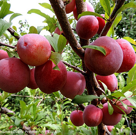 Слива 'Оцарк Премьер'