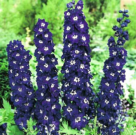 Дельфиниум (живокость) 'Пацифик Кинг Артур'