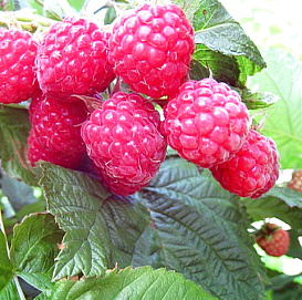 Малина 'Королевский пингвин'