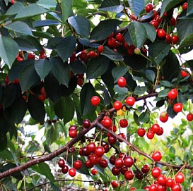 Вишня обыкновенная 'Апухтинская'