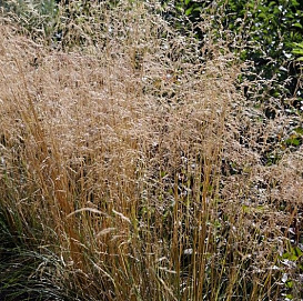 Луговик дернистый 'Пикси Фонтан'