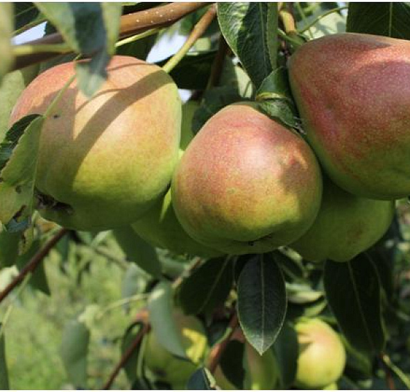 Груша 'Нерусса'