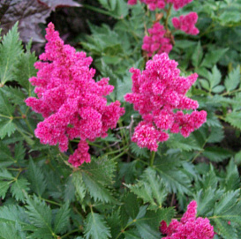 Астильба японская 'Келн' (розовая)