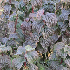 Дерен кроваво-красный 'Компресса'