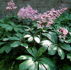 Роджерсия перистая 'Суперба'